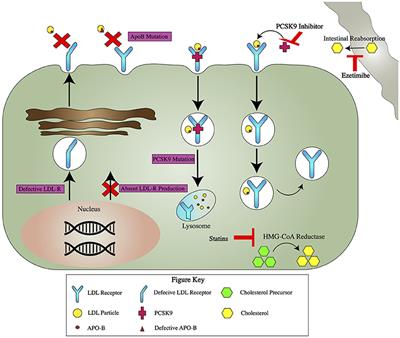 Percutaneous Coronary Intervention in Familial Hypercholesterolemia Is Understudied